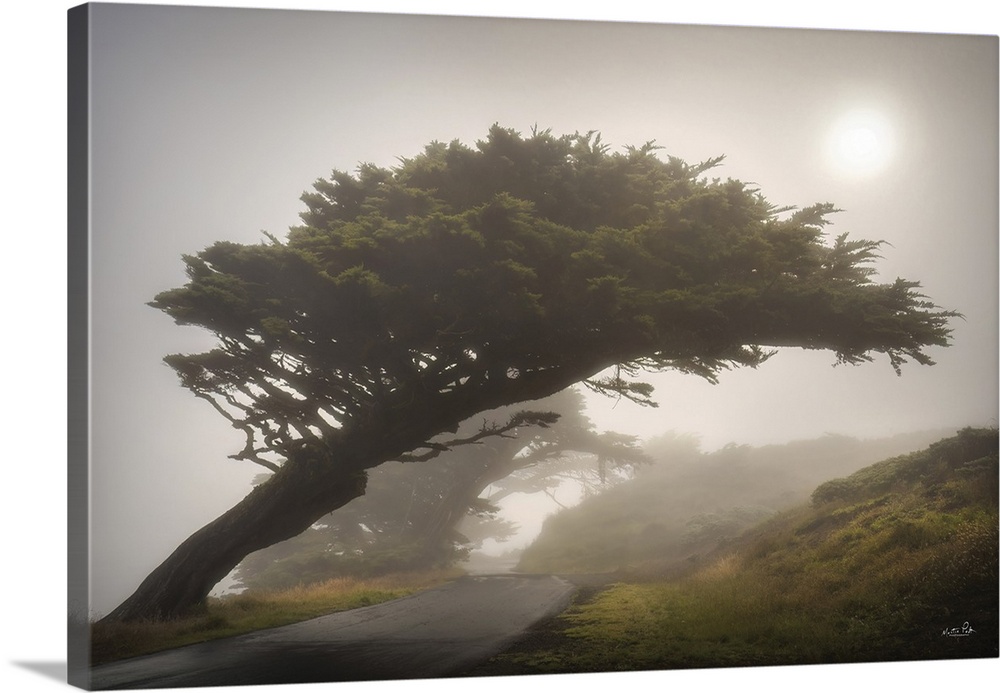 The Leaning Tree