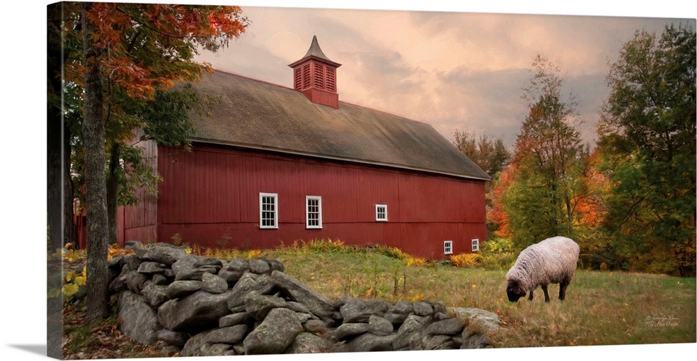 A lone sheep grazing on the lawn near a red barn.