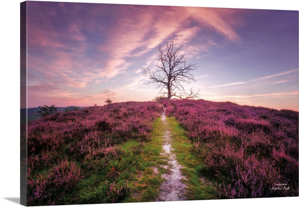 Fine art photo of a bare tree at the summit of a hill under a pastel sky.