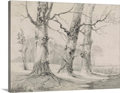 Trees In Winter I