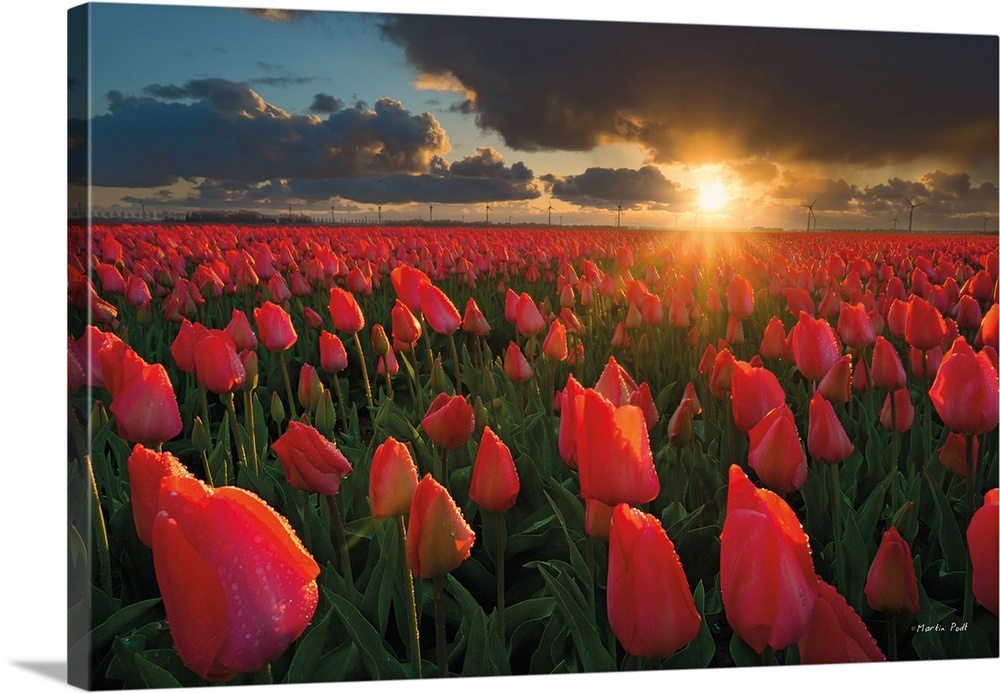 Fields of red tulips under fiery sunset clouds.