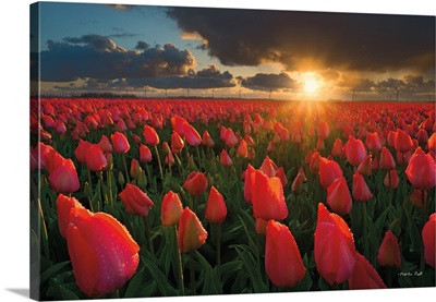 Tulips at Sunset