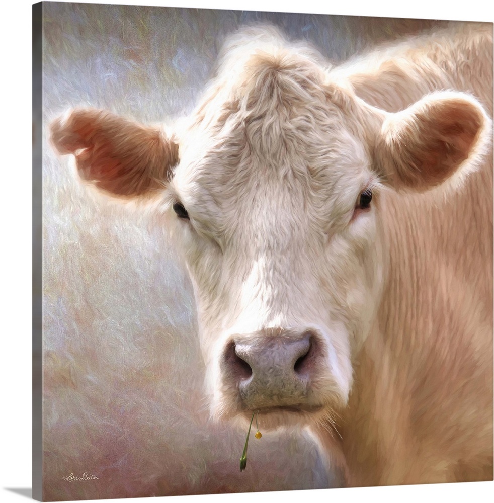 Contemporary portrait of a white cow with bright sunlight.