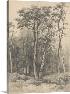 Vintage Tree Sketch