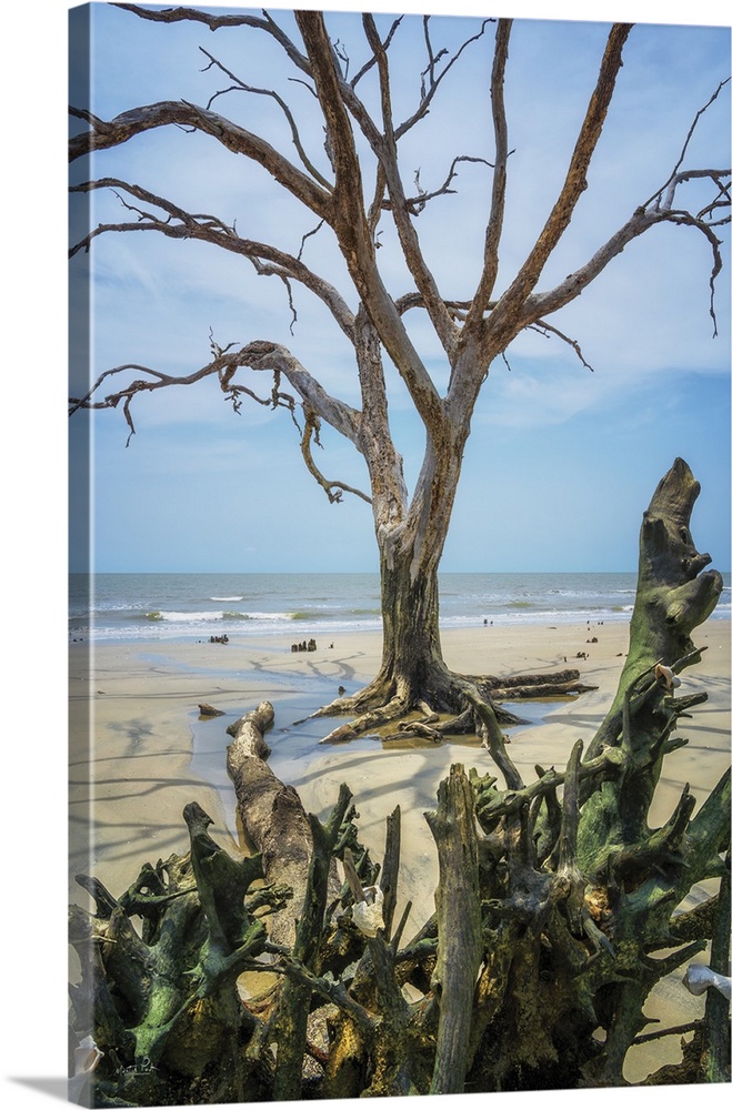 Weathered Wood On The Beach