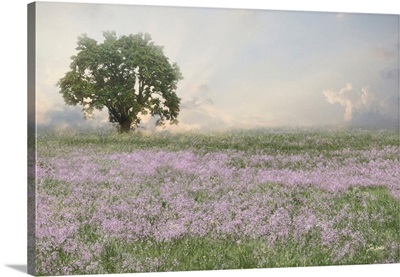 Wildflower Field