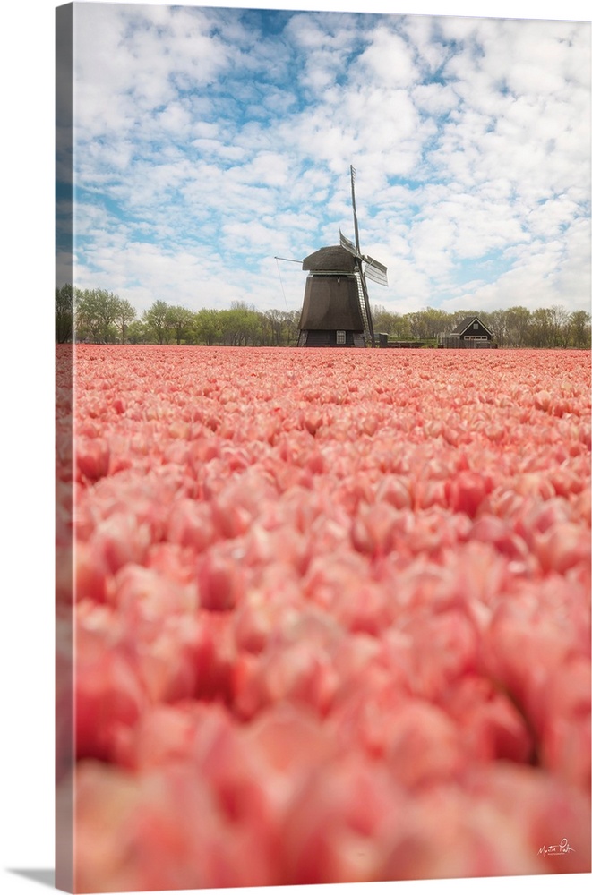 Windmill Whispers