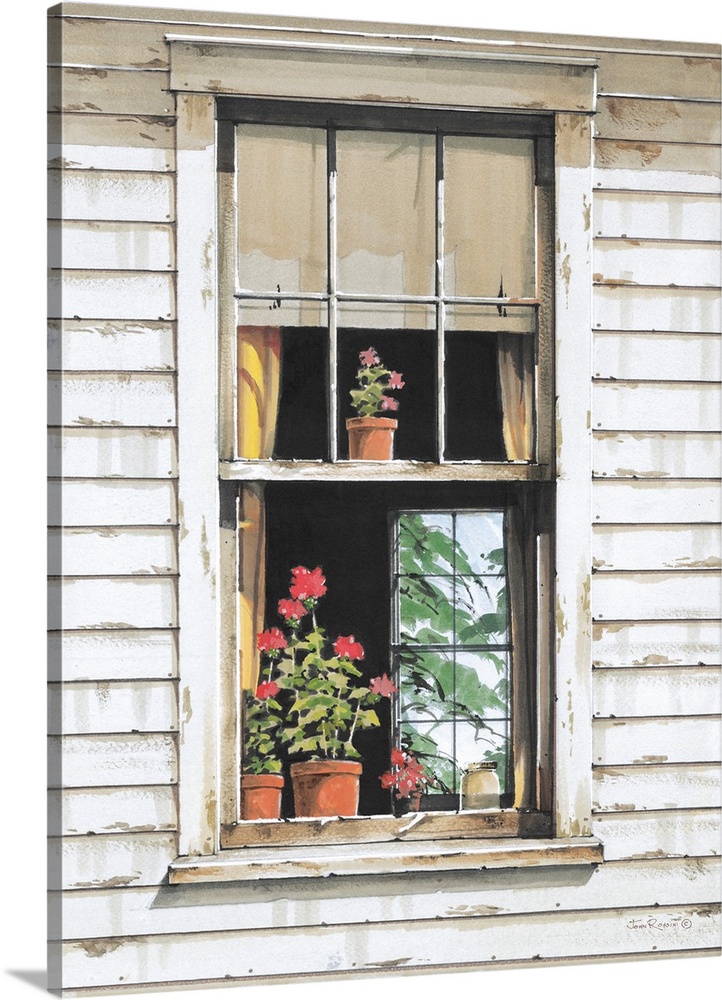 Window Geraniums