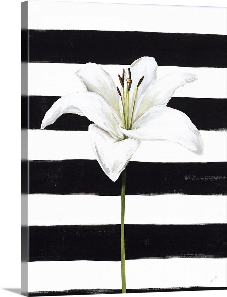 A single white lily over a black and white striped background.
