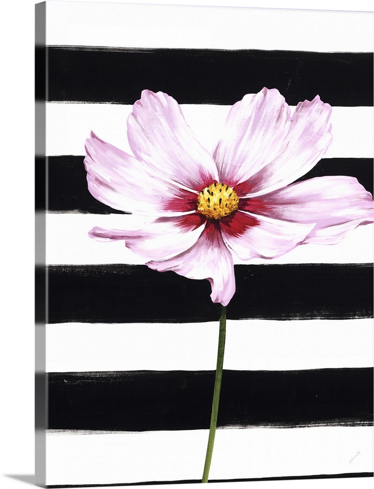 A single pink flower over a black and white striped background.
