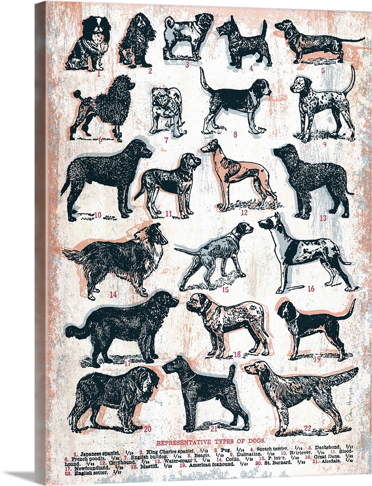 A chart of 22 different types of dogs all listed by name and image in a retro art look.