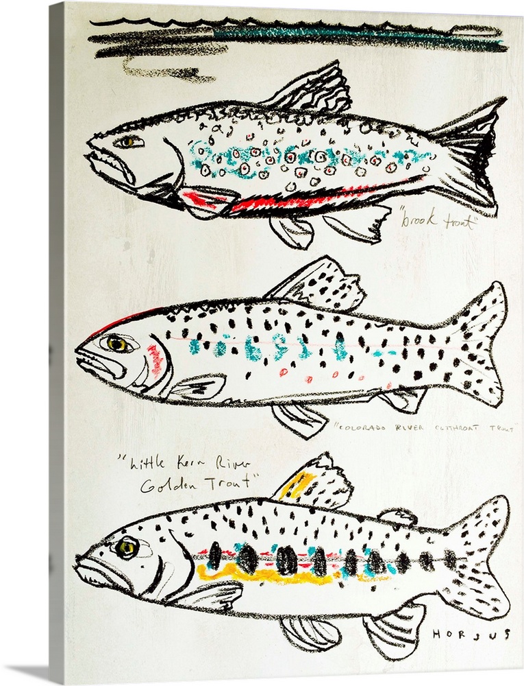 Illustration line drawing of three different kinds of trout fish
