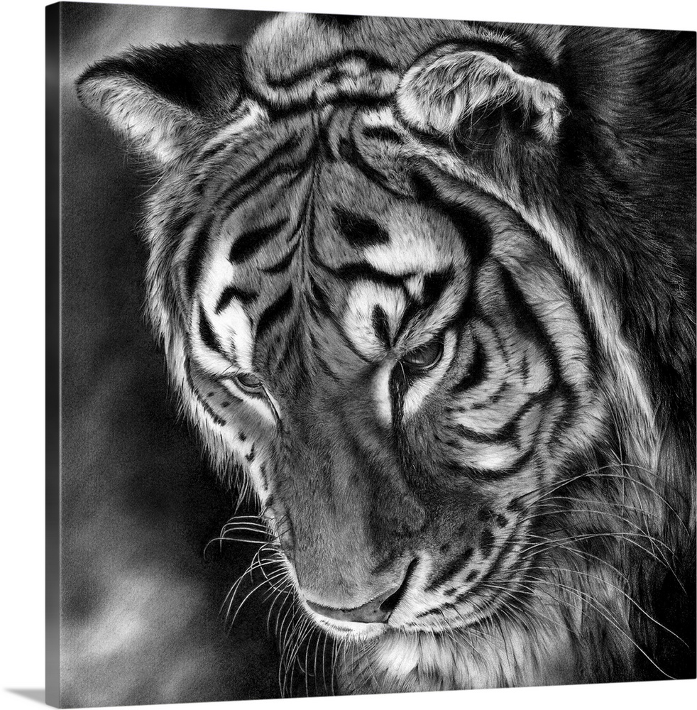 Pencil drawing of a tiger looking downwards.