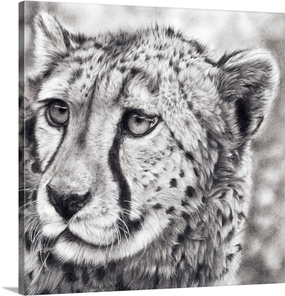 Born To Run' is a framed, original drawing created with graphite pencils. An adolescent cheetah cub gazes off into the dis...