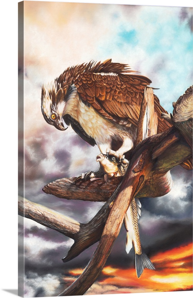 An Osprey feeding on a large fish in a deadwood tree before a dramatic sky. Created with pastels on card.