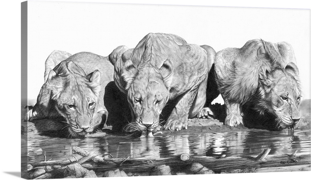 Graphite pencil drawing of three lionesses drinking from a pool.