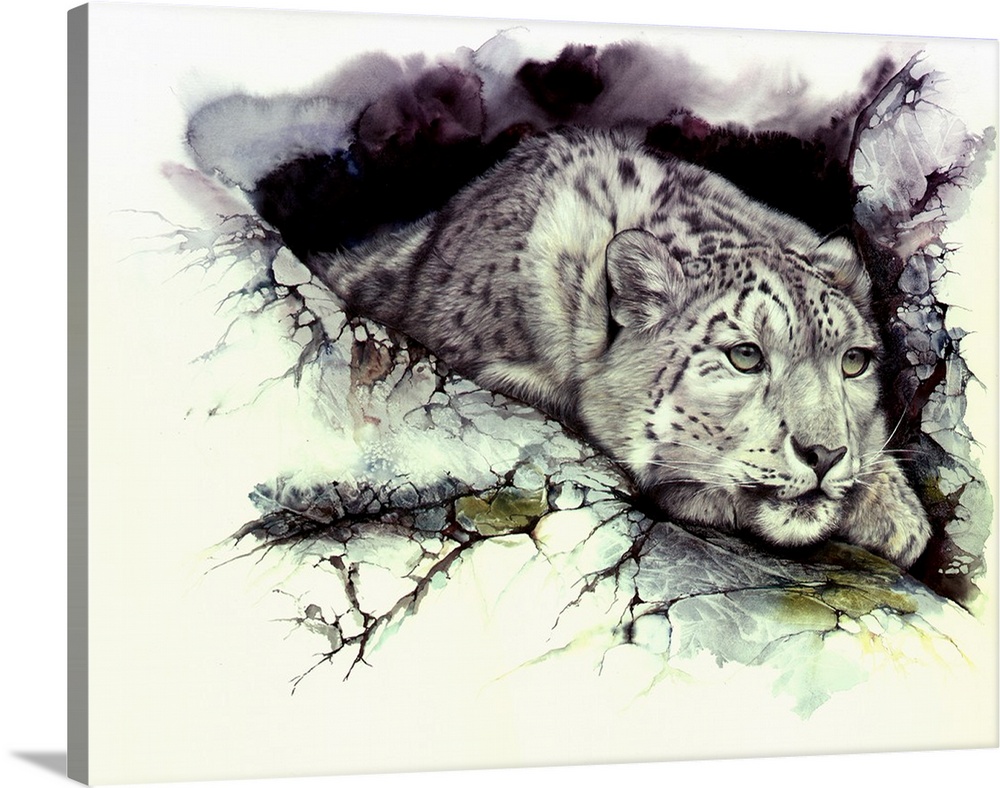 A snow Leopard surveys the outlook from a safe hide away. Originally created using watercolor and colored pencils.