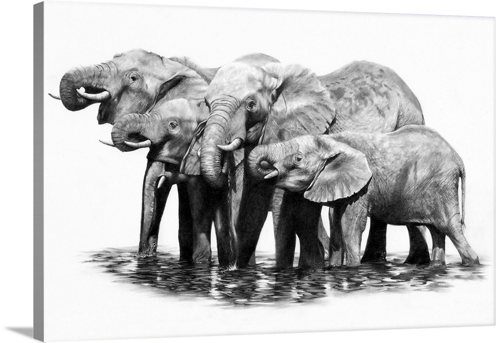 A pencil drawing of a group of elephants taking a drink.
