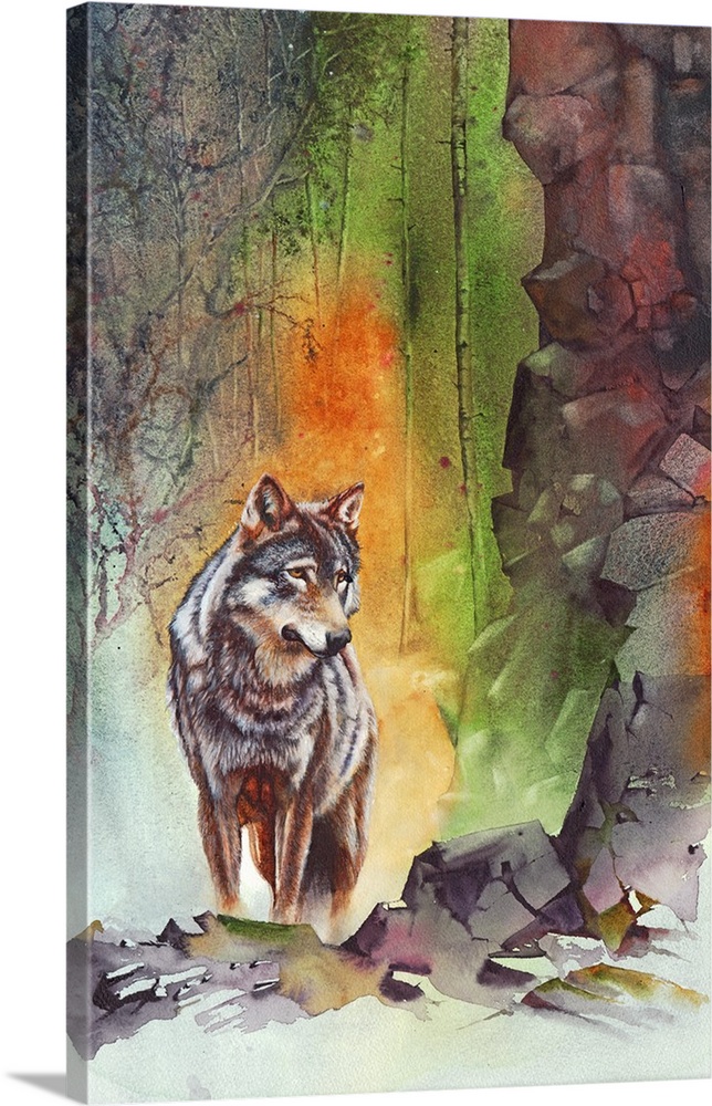 A watercolour painting of a wolf on some rocks in a mountain forest by UK artist Peter Williams.