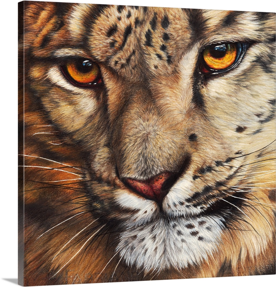 'Imagine' is a colored pencil drawing  on Fabriano Artistico paper, a close up portrait of a snow leopard, one of the most...