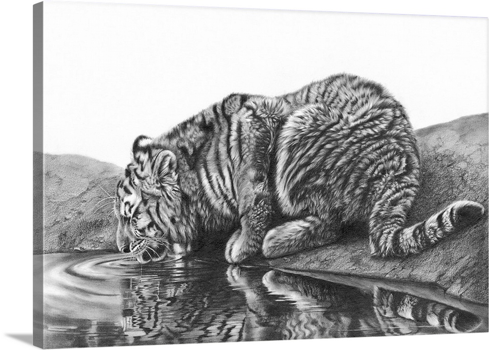 A pencil drawing depicting a tiger cub drinking.