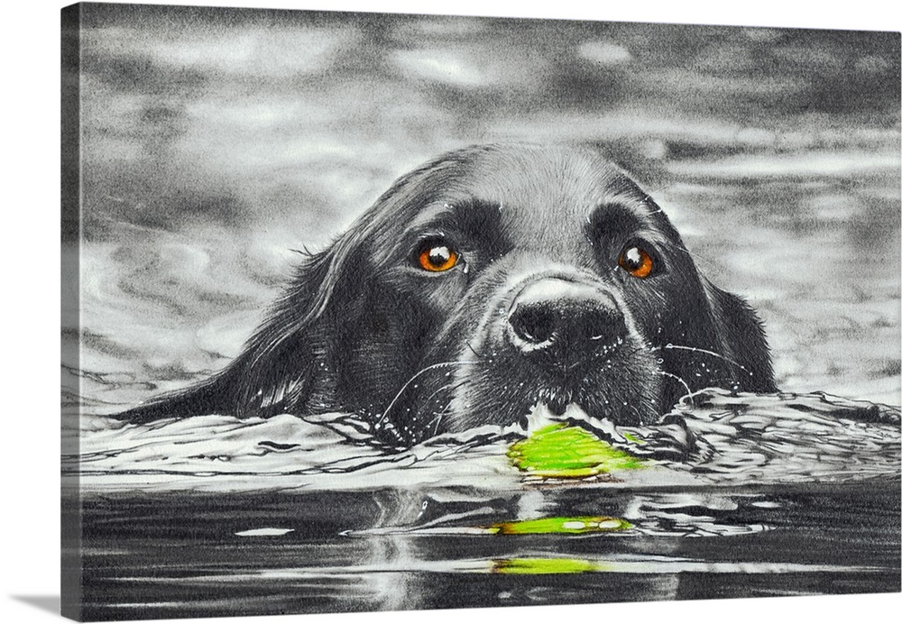 Pencil and coloured pencil drawing of a black dog happily retrieving a ball from the reservoir.
