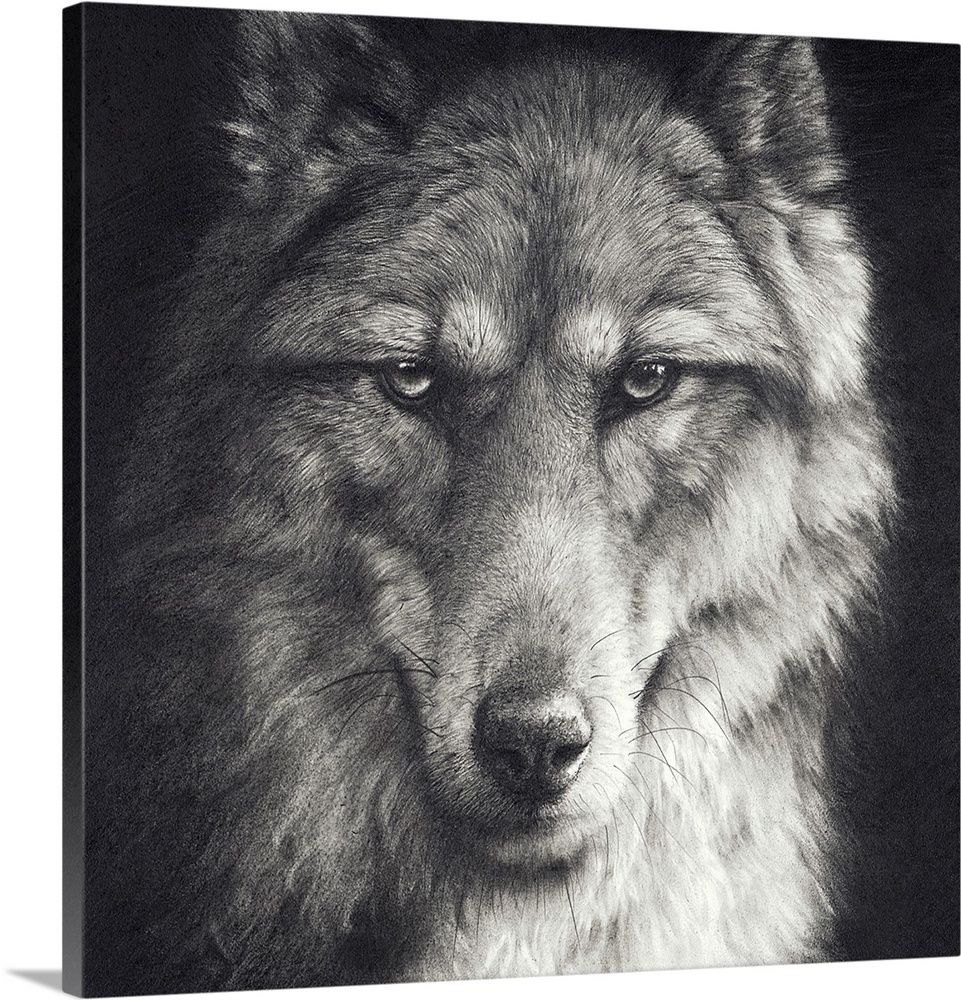 'Shadow Falling' is a graphite pencil drawing. A close up portrait of a timber wolf.