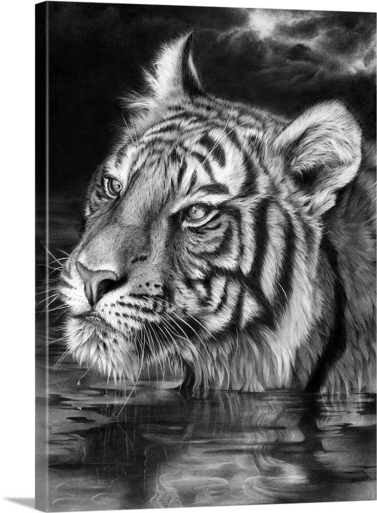 Graphite pencil tiger portrait.