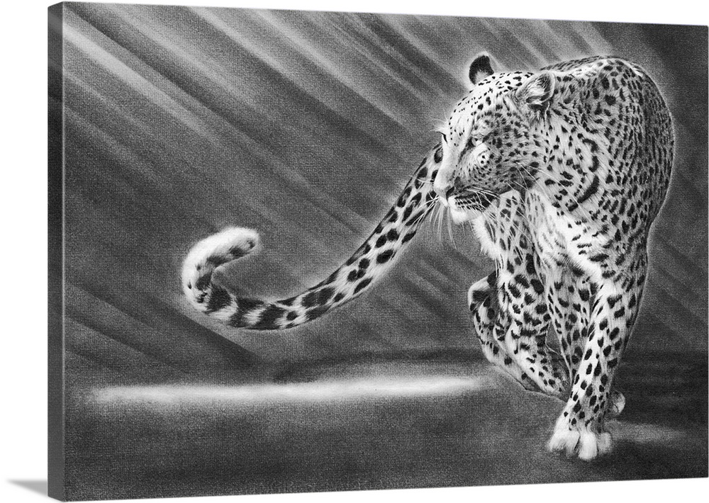 A pencil drawing of a leopard.