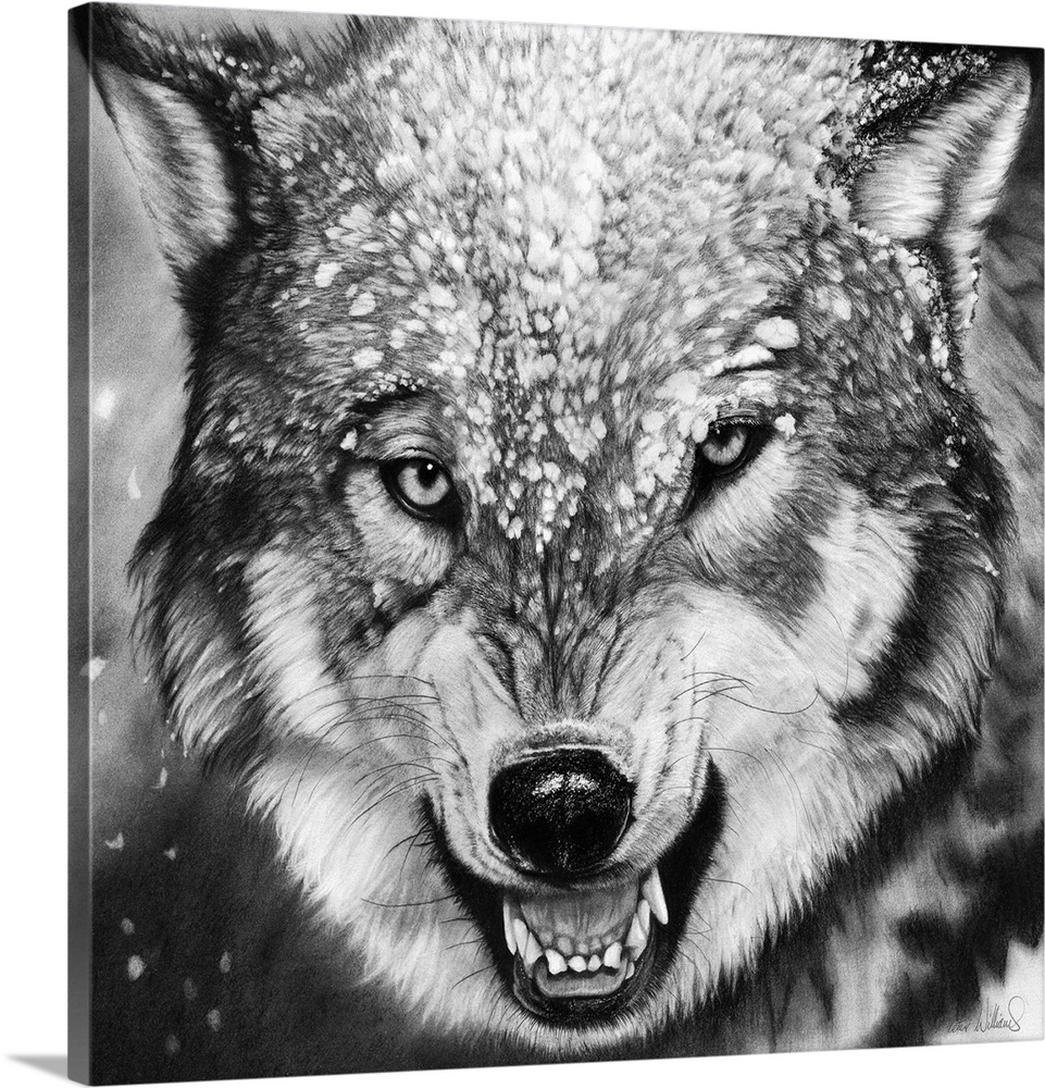 A charcoal portrait of a snarling wolf in snow.