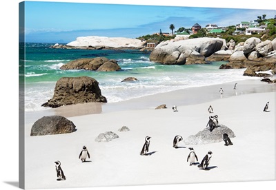 African Penguins at Boulders Beach VIII