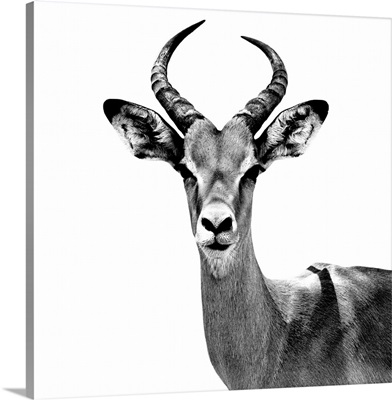 Antelope White Edition V