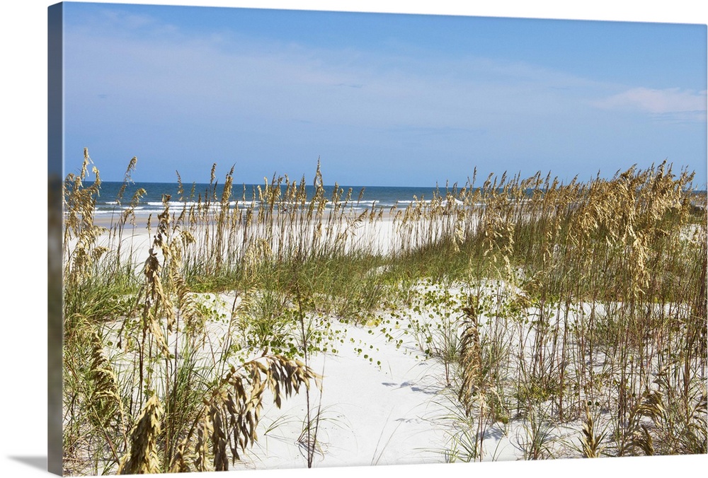 Image of the grassy sand dunes on the beach in Florida.