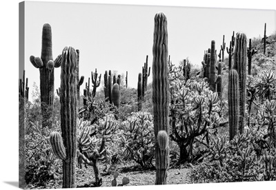 Black And White Arizona Collection - Amazing Cactus