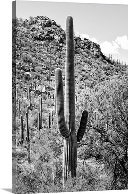 Black And White Arizona Collection - Cactus Hill