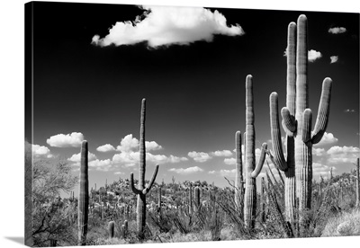 Black And White Arizona Collection - Saguaro Cactus Desert