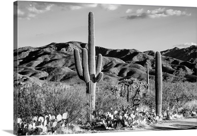 Black And White Arizona Collection - Tucson Desert Cactus