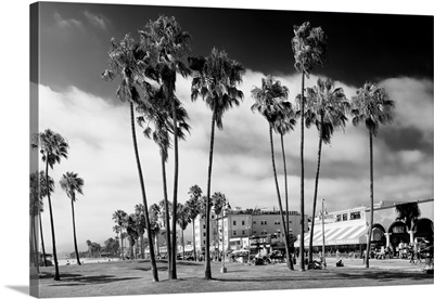 Black And White California Collection - Venice Beach Palm Trees