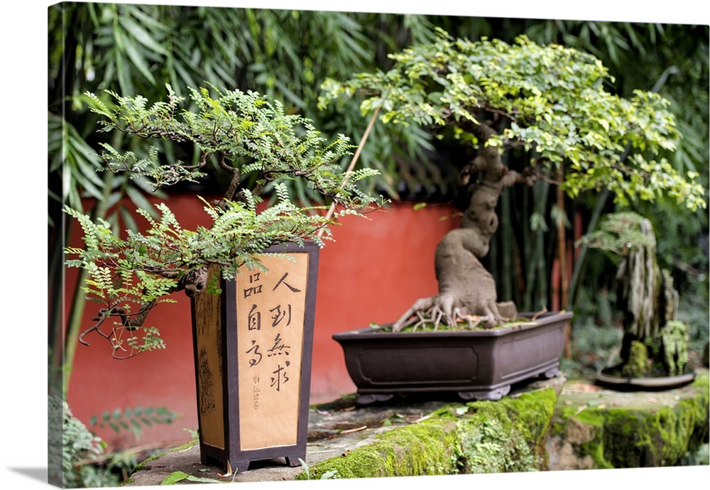 Bonsai Trees, China 10MKm2 Collection.