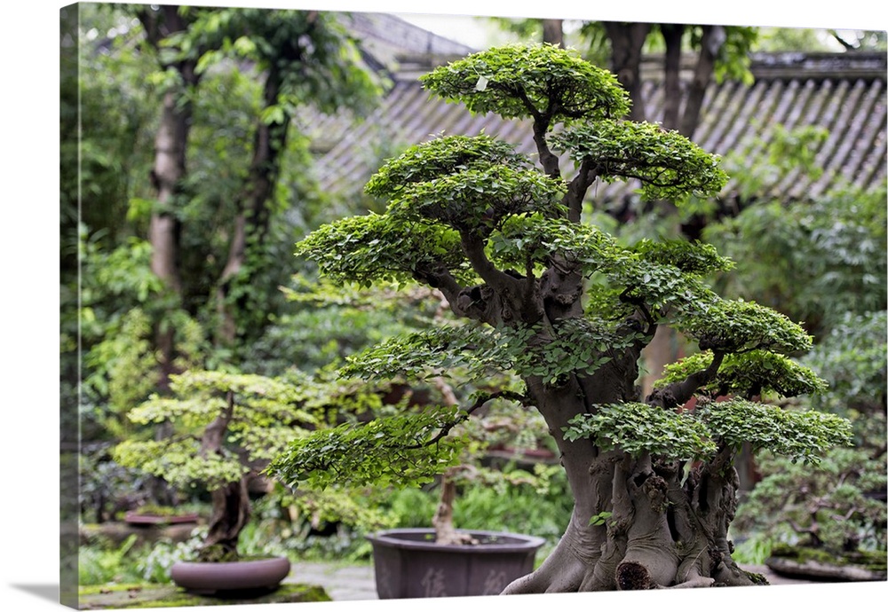 Bonsai Trees, China 10MKm2 Collection.