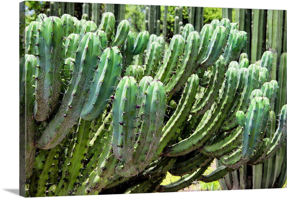Close-up photograph of a cactus highlighting its details. From the Viva Mexico Collection.