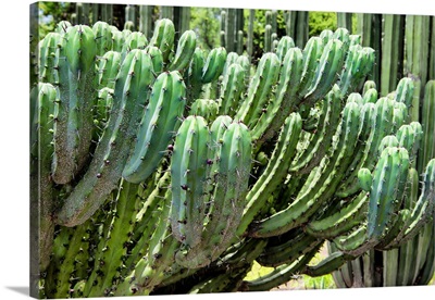 Cactus Details