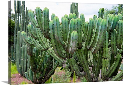 Cactus Details II
