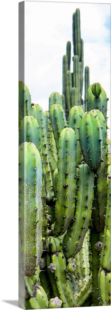 A vertical panoramic photograph of cactus. From the Viva Mexico Panoramic Collection.