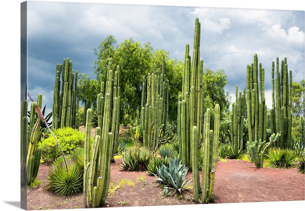 Landscape photograph of several Cardon Cacti. From the Viva Mexico Collection.