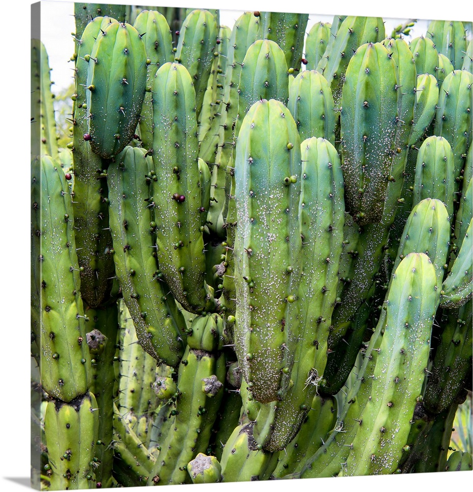 Square close-up photograph of a cardon cactus. From the Viva Mexico Square Collection.