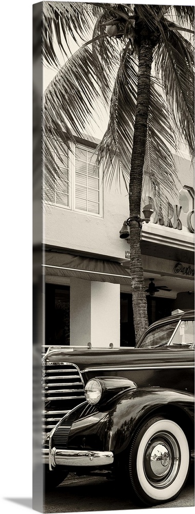 Artistic black and white photograph of a classic car and a palm tree in Florida.