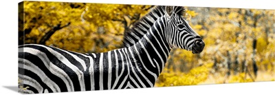 Close-Up of Zebra with Yellow Savanna