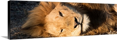 Close-Up Portrait of a Sleeping Lion