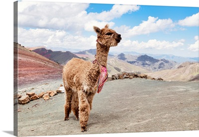 Colors Of Peru - Alpaca Palcoyo